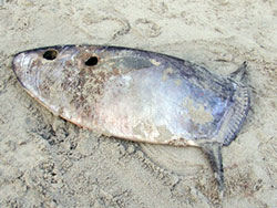 Mola mola caught in Norway