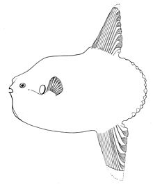 Mola ramsayi image from wikipedia
