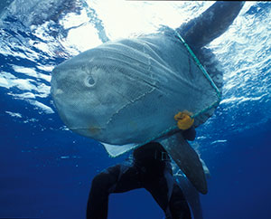 A patient sunfish