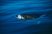 Mola mola feeding on Velella velella