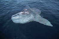 basking ocean sunfish