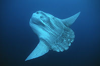 Mola mola (common mola)