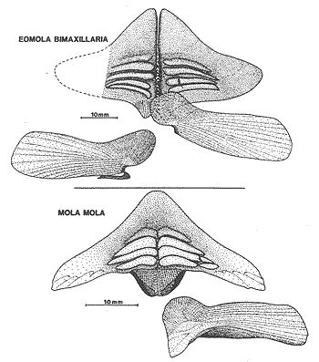 Eomola and Mola Mola bimaxillaria