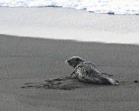 An adorable spotted seal (Phoca largha) that showed up on the beach the day we arrived.