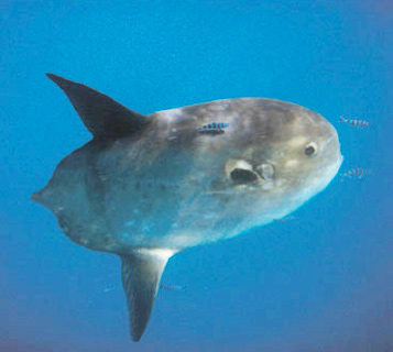 Masturus lanceolatus (sharp-tailed mola)