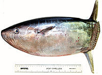 Ranzania laevis (slender mola, dwarf mola)
