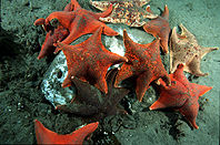 Bat stars eating dead ocean sunfish