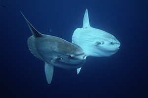 Biggest Ocean Sunfish Weighing 5,000 Pounds Correctly Identified