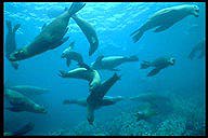 California sea lions (Zalophus californianus)