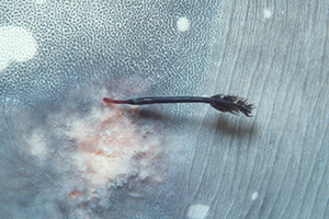 parasitic copepod (Pennella filosa) on Mola mola