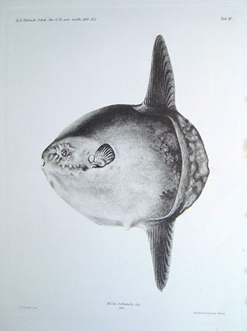 Old print of a sunfish
