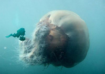 giant sea jelly and diver