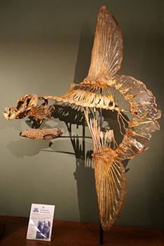 sculpted sunfish skeleton