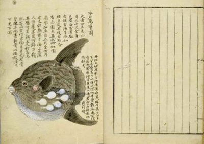 another old manuscript depicting a sunfish