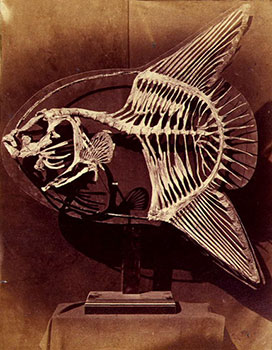 Lewis Carroll's sunfish skeleton