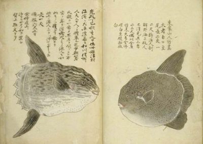 Old illustrated sunfish manuscript