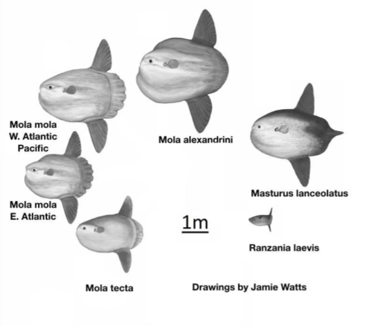 The Mystery Of The Oceanic Sunfish (Mola Mola)