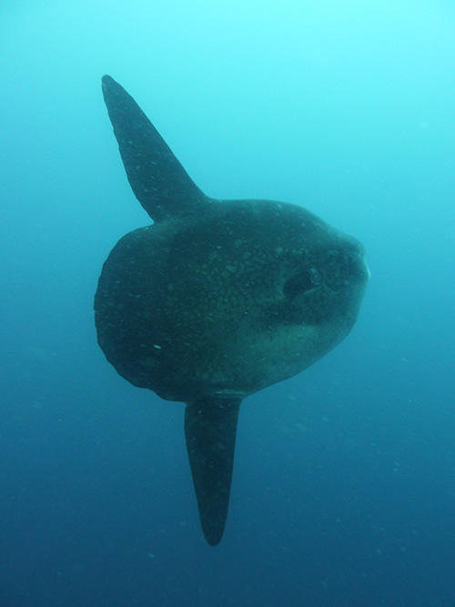 Mola alexandrini. Photo: Kevin Weng