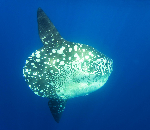 Ocean Sunfish photo by Kevin Weng
