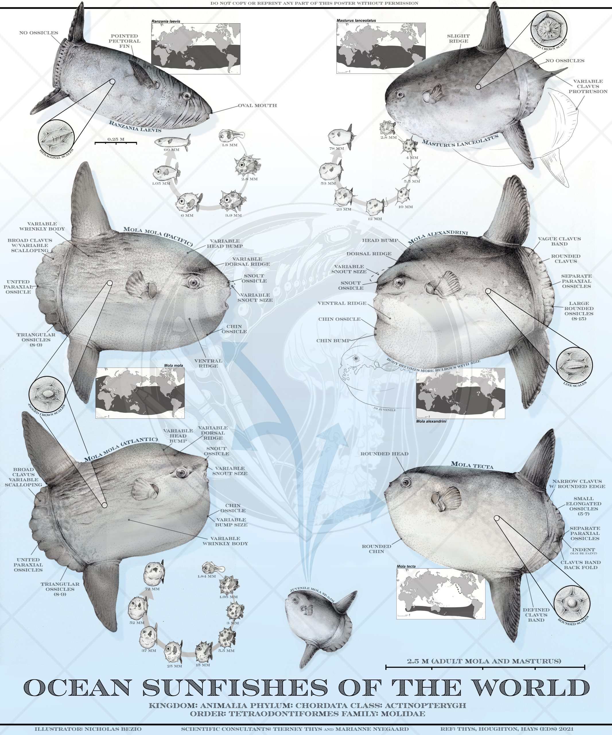 https://oceansunfish.org/wp-content/uploads/2022/10/sunfish-_poster_watermark-scaled.jpg